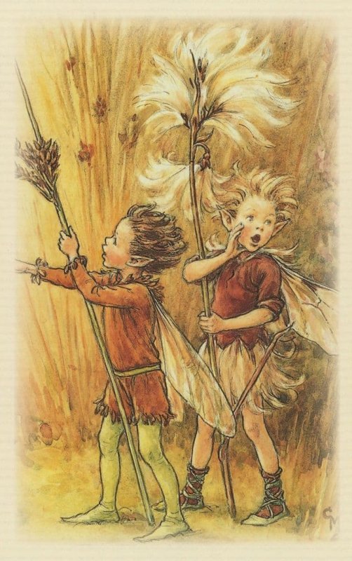 Rush Grass & Cotton Fairies Of The Wayside Book Fairy Postcard