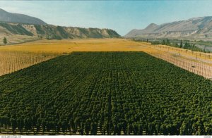 KAMLOOPS , British Columbia, 1950-1960s; Molson's Hop Farm