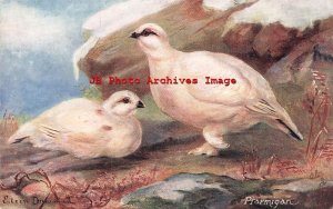 Eileen Drummond, Tuck No 9548, British Wild Fowl, Ptarmigan