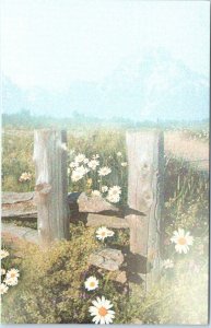 Postcard - Daisy Flowers and Landscape