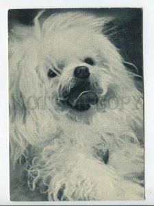 463726 USSR 1969 year Dog french lapdog postcard