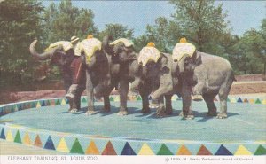 Elephant Training St Louis Zoo Misouri