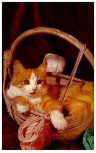 Cat , Spinning the Yarn