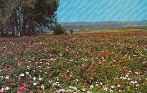 California Lompoc Beautiful Flower Gardens In The Valley Of Flowers Geraniums