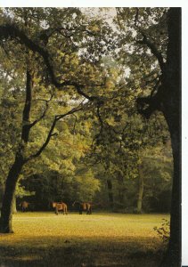 Hampshire Postcard - Ponies In The New Forest - Ref 20924A