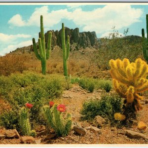 c1970s Pub. Phoenix, AZ Beavertail Flower Cholla Cactus Colorful View 4x6 PC M14