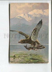 473051 MULLER Mueller Mountain Fishing HUNT Fish EAGLE Vintage postcard #331