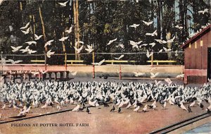 Pigeons at Potter Hotel Farm Santa Barbara California Postcard