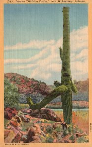 Vintage Postcard Famous Walking Cactus Desert Plant Near Wickenburg Arizona AZ