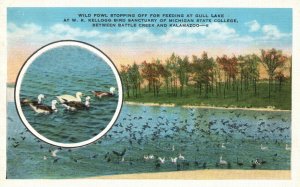 Vintage Postcard Wild Fowl Stops Over Feeding Gull Lake Bird Sanctuary Michigan