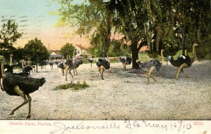 FL - Jacksonville. Ostrich Farm in 1910