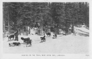 Goose Bay Labrador Canada Huskies Dog Team Real Photo Antique Postcard J57566