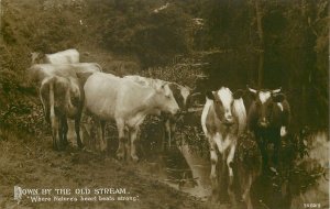 Postcard Animals nature cows water