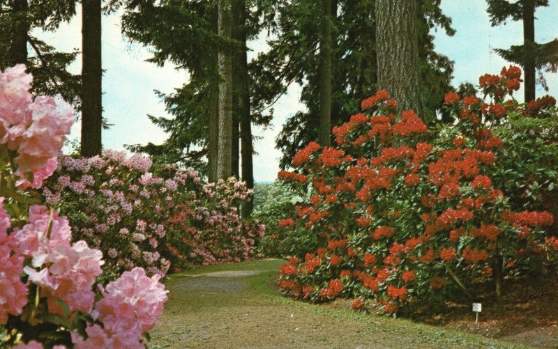 Vintage Postcard Rhododendron Test Gardens Portland Oregon OR Pub Smith Western