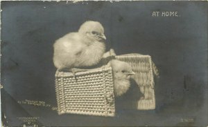 1906 Rotograph RPPC Postcard B 1658; Baby Chicks on / in Tiny Basket At Home