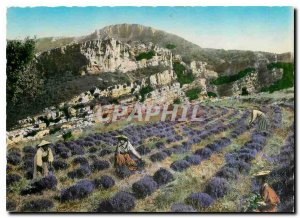 Modern Postcard Gourdon Alpes Maritimes Picking Lavender