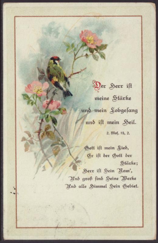 Wild Rose,Bird Postcard