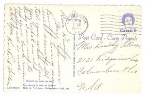 Canada Cow Moose in Lake British Columbia 1974 Chrome