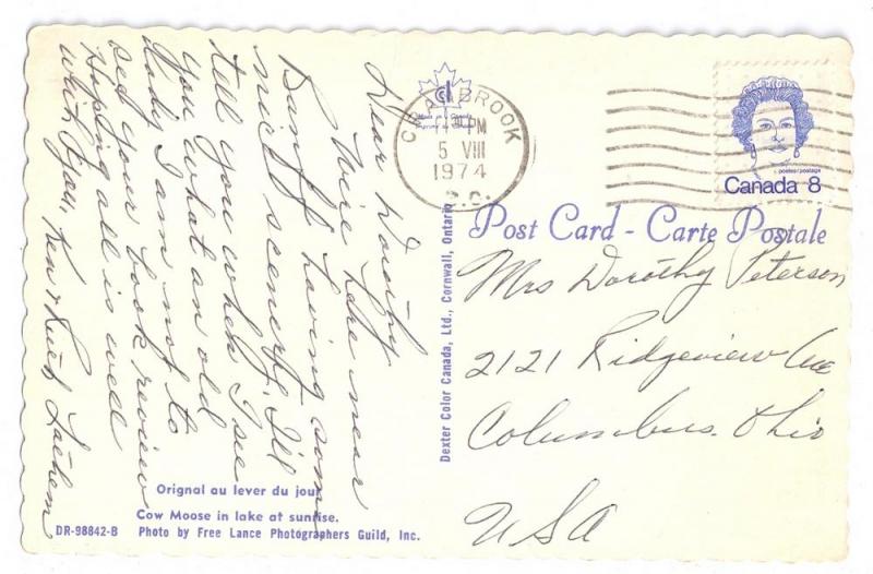 Canada Cow Moose in Lake British Columbia 1974 Chrome