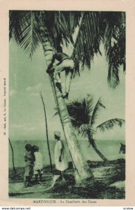 MARTINIQUE , 1910s ; La Cueillette des cocos