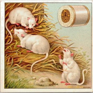 J & P Coats ~ Best Six Cord Thread ~ White Rats ~ Antique Victorian Trade Card