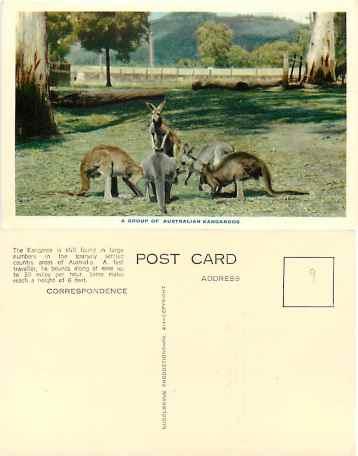 A Group of Australian Kangaroos, Nucolorvue Chrome