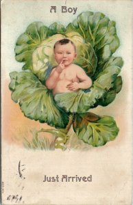 Boy in Cabbage Just Arrived 1908 Spring Valley IL to Lafayette CO Postcard W6
