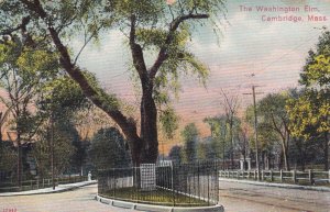 CAMBRIDGE, Massachusetts, PU-1909; The Washington Elm