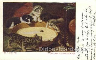 Cat Cats, Old Vintage Antique Postcard Post Card  