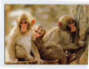 Postcard Takasaki mountain monkey Oita Japan