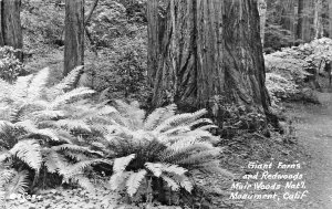 MUIR WOODS NATIONAL PARK CA CALIFORNIA~LOT OF 8 1940s REAL PHOTO POSTCARDS