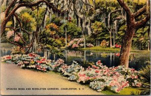 Vtg Charleston South Carolina SC Spanish Moss Middleton Gardens 1940s Postcard