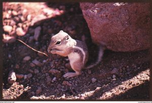White Tailed Antelope Squirrel Barstow California