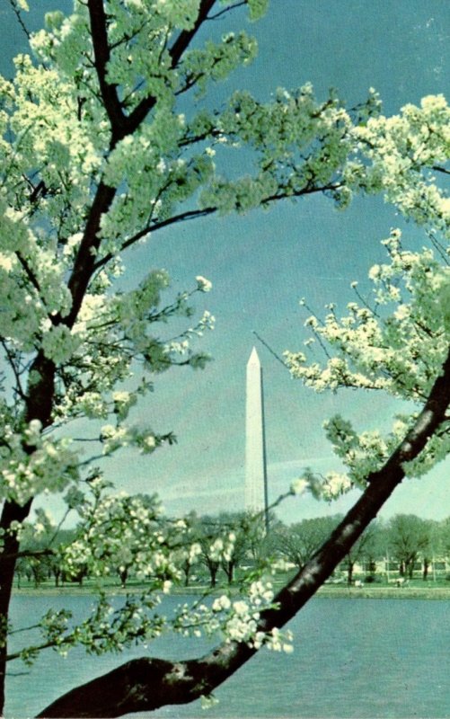 Washington D C Washington Monument At Cherry Blossom Time