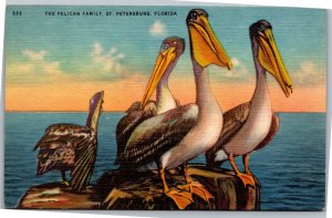 Postcard The Pelican Family of St. Petersburg Florida