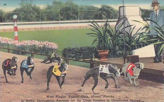 Florida Miami City West Flagler Kennel Club Is Noted Throughout America For I...