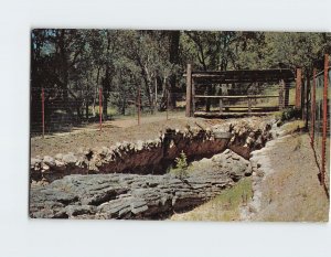 Postcard The Giant, The Petrified Forest, Calistoga, California