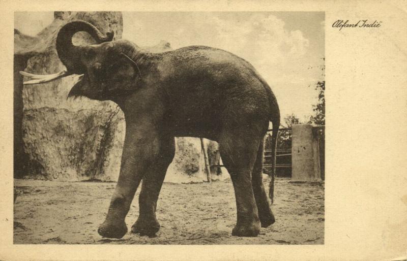 netherlands, Zoological Garden Artis (?), Indien Elephant (1953) Postcard