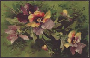 Pansies Postcard