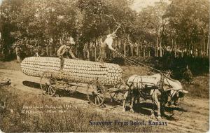 RPPC Postcard Martin Exaggeration Greeeting From Beloit KS Giant Corn Pinholes