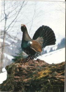 Mountain-cook bird.  Nice modern Swiss photo postcard