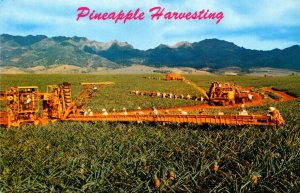 Hawaii Pineapple Harvesting Libby's Modern Machinery and Skillful Pickers