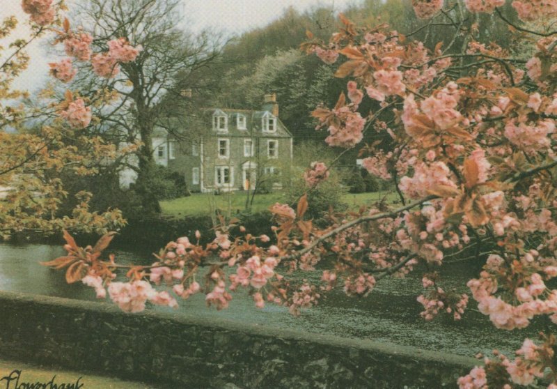 Flowerbank Guest House Minnigaff Scottish Wigtownshire Postcard