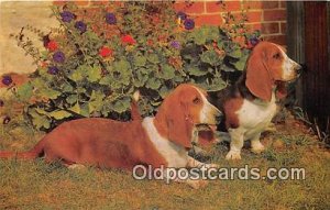 Basset Hounds Dog Unused 