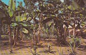 Purto Rico Typical Banana Trees and Pineapple Grove