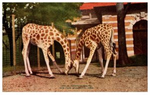 Giraffes  feeding