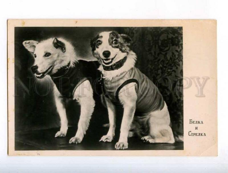 232801 SPACE First Dog LAIKA Belka & Strelka 1960 year photo