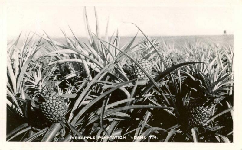 HI - Oahu. Pineapple Plantation     *RPPC