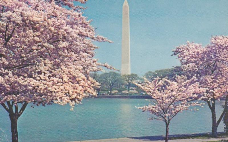 Washington D C The Washington Monument and Cherry Blossoms