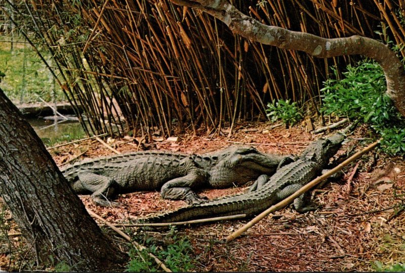 Louisiana Alligators Jungle Gardens Avery Island